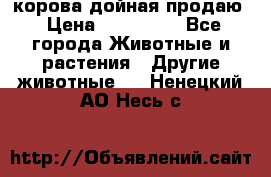 корова дойная продаю › Цена ­ 100 000 - Все города Животные и растения » Другие животные   . Ненецкий АО,Несь с.